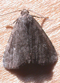 Rotund Idia